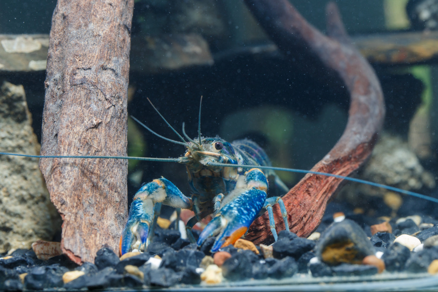 crayfish in aquarium, freshwater crayfish, crawfish, blue crayfish, blue crawfish, freshwater invertebrates