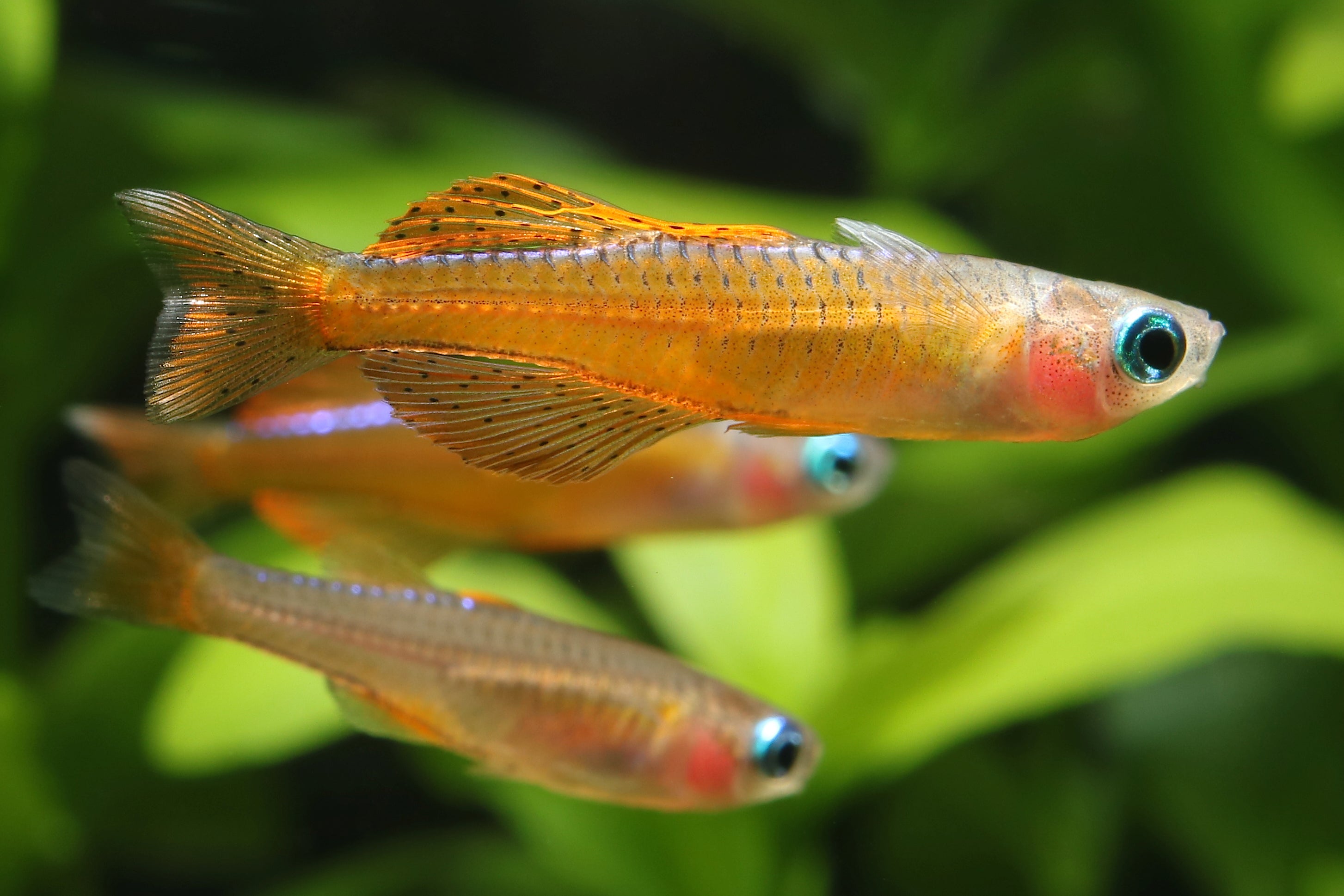 Rainbow fish care guide, top 5 best rainbow fish for your fish tank, rainbow fish for sale, rainbow freshwater fish, freshwater fish, red neon blue eye rainbow fish, rainbow fish species, types of rainbow fish