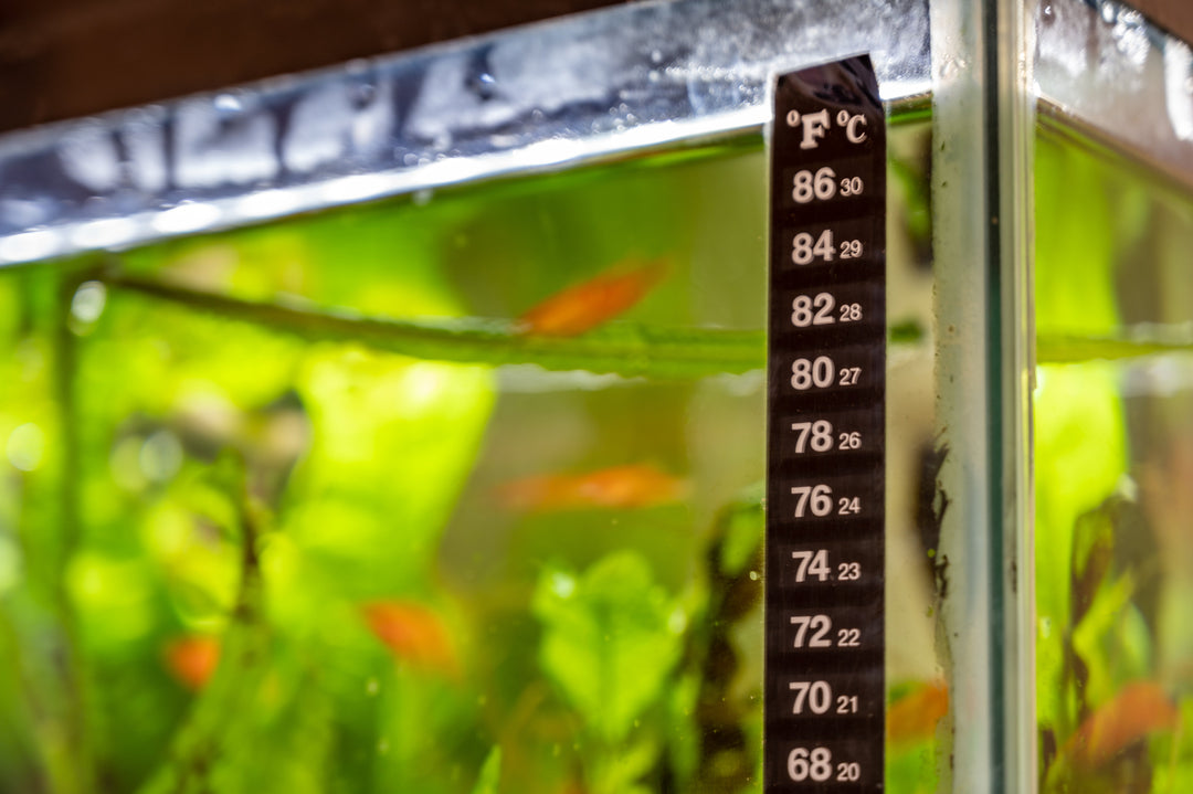 Aquarium Water Testing Guide: How to Read Your Tank’s Health Report