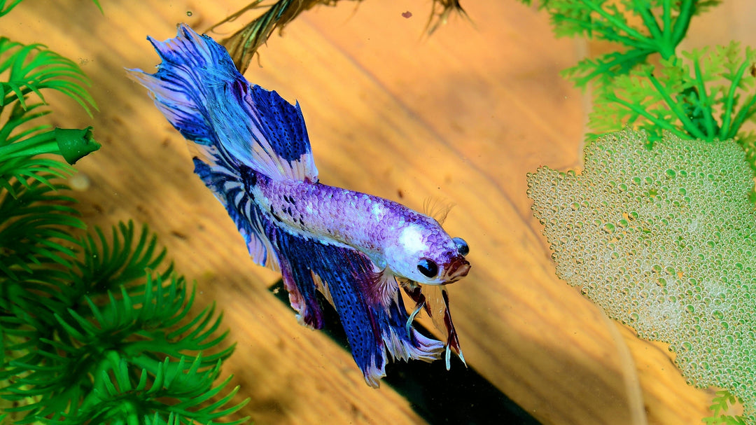 Crowntail Betta Fish in planted aquarium