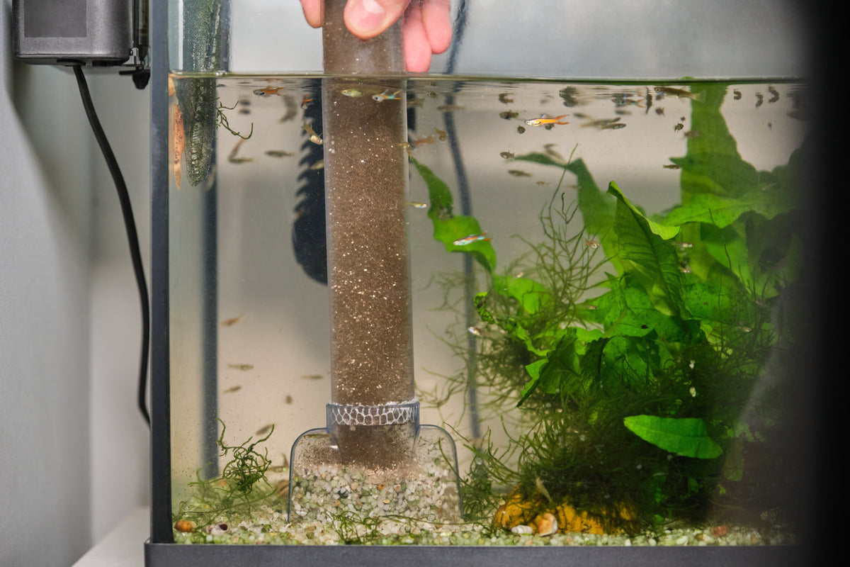 Mulm in Aquarium: Is It Dirt or Part of a Healthy Ecosystem?