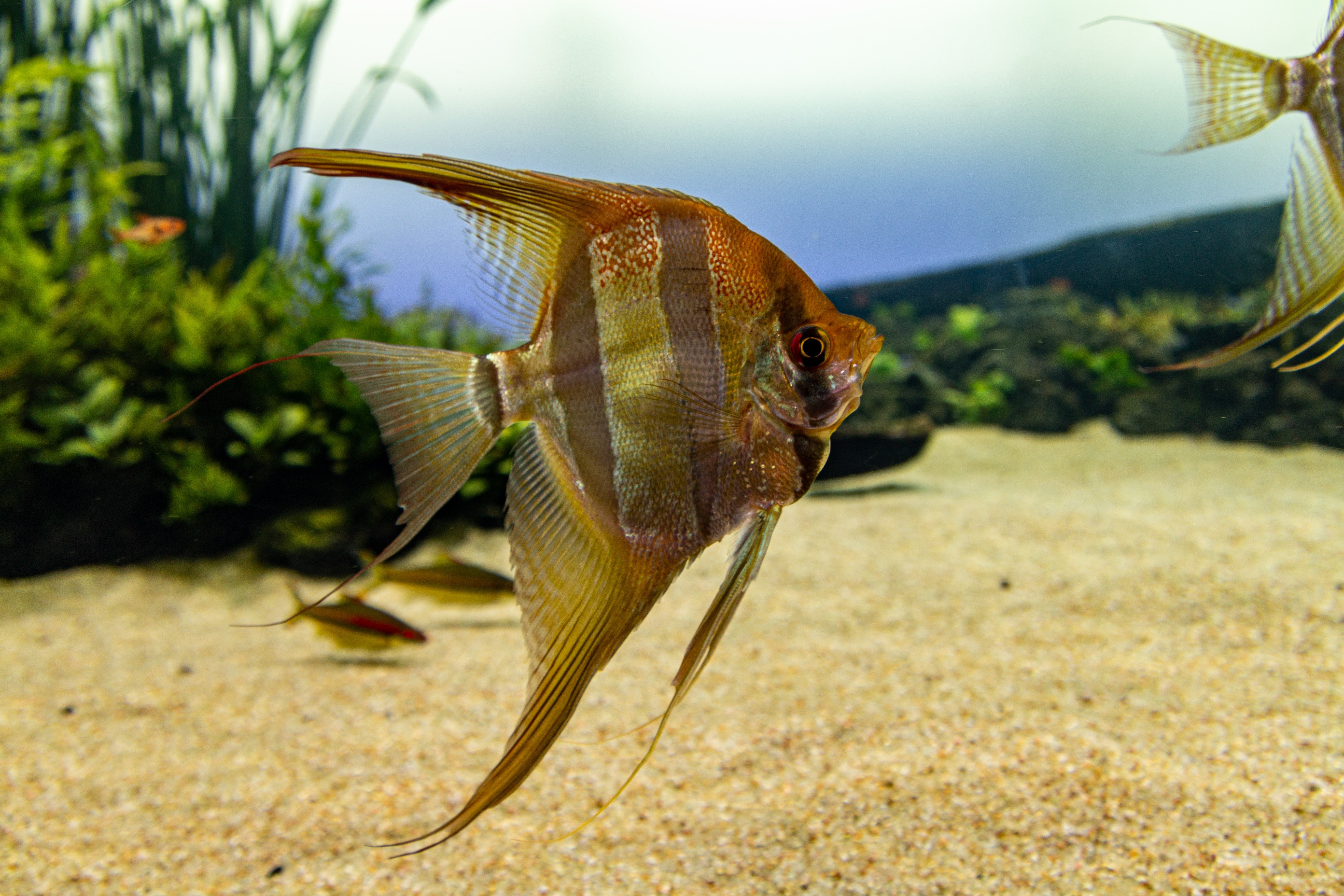 angellfish