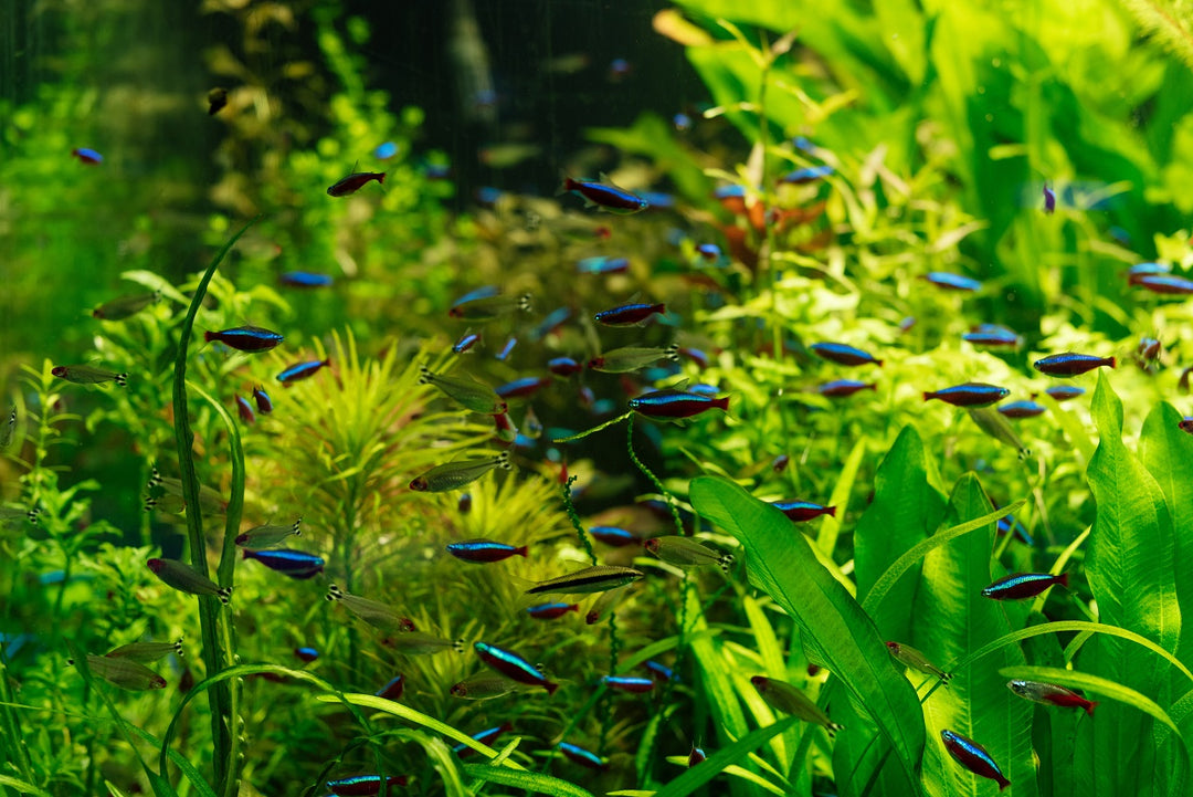 aquascaping