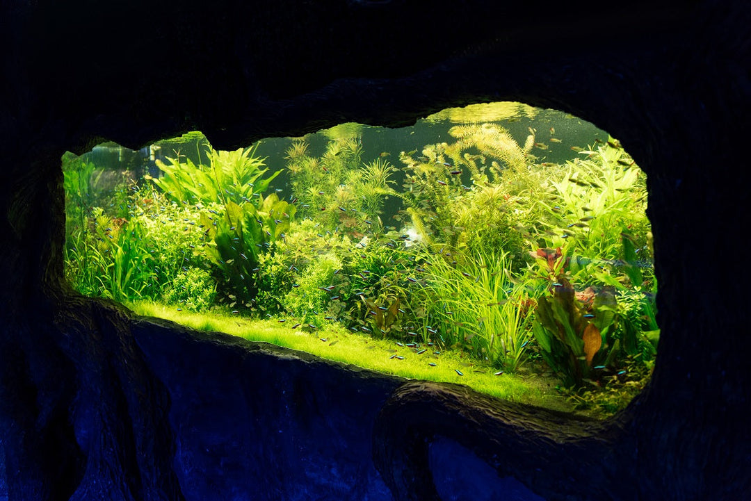 freshwater aquarium