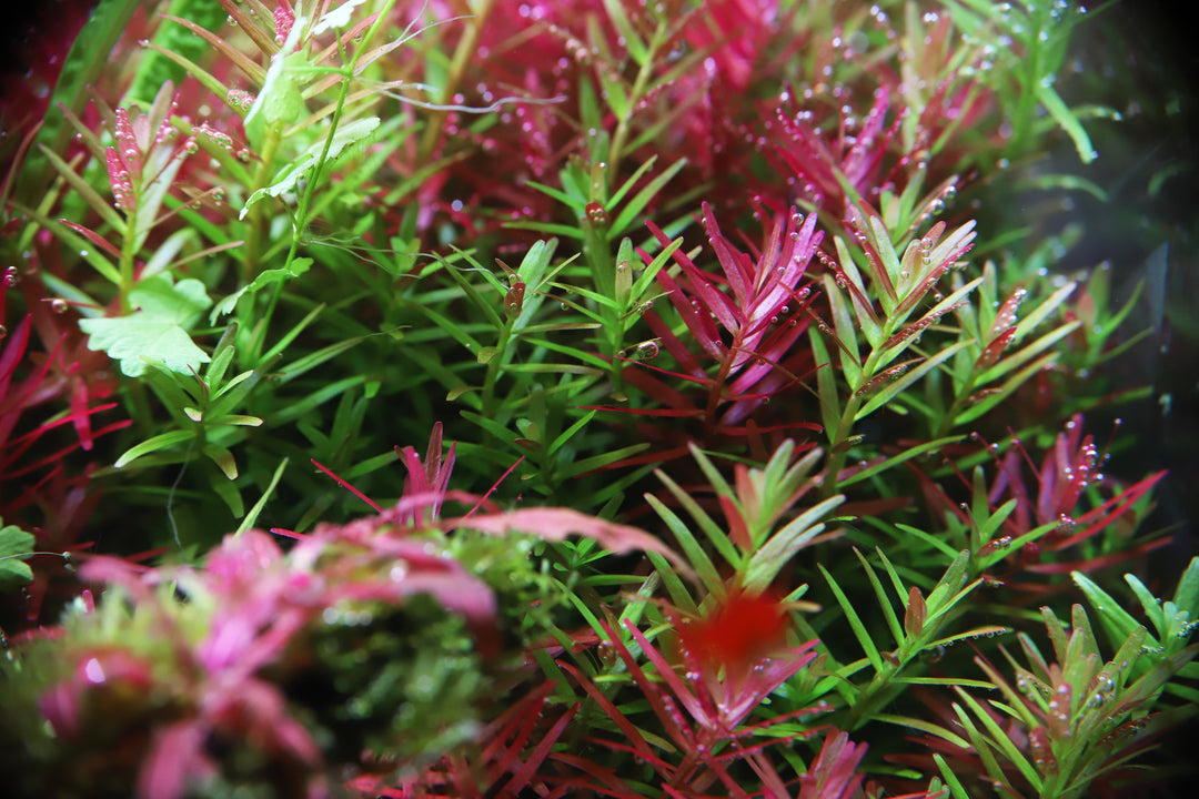 stem plant, stems plants, common aquarium plants, stem plants, aquarium stem plants, popular aquarium plants, aquarium plants list, common freshwater aquarium plants, aquatic stem plants, stem aquarium plants. top 7 common stem plants
