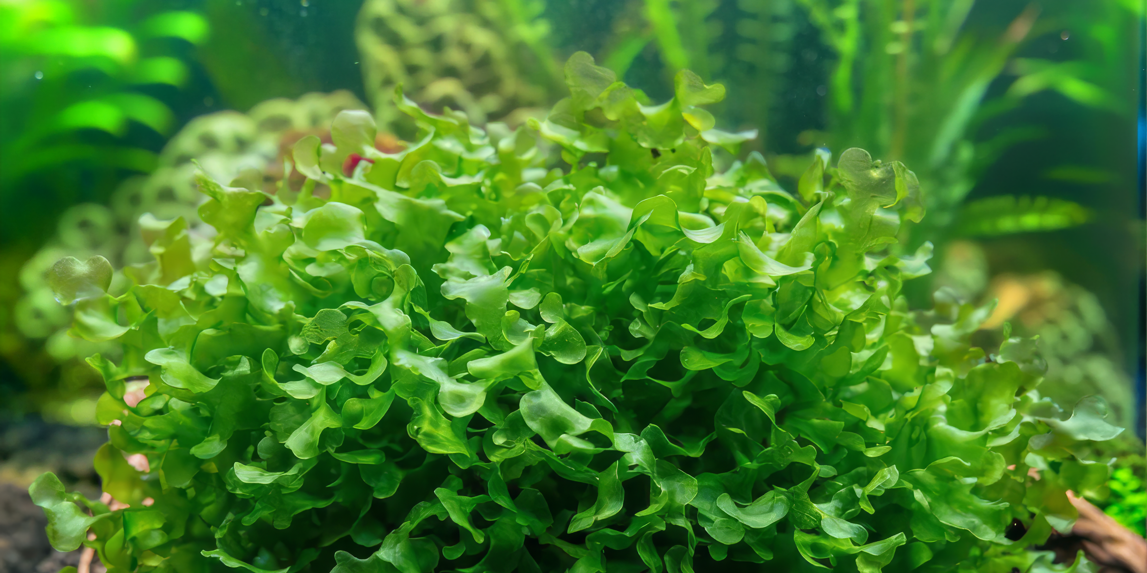 subwassertang plant in planted aquarium 