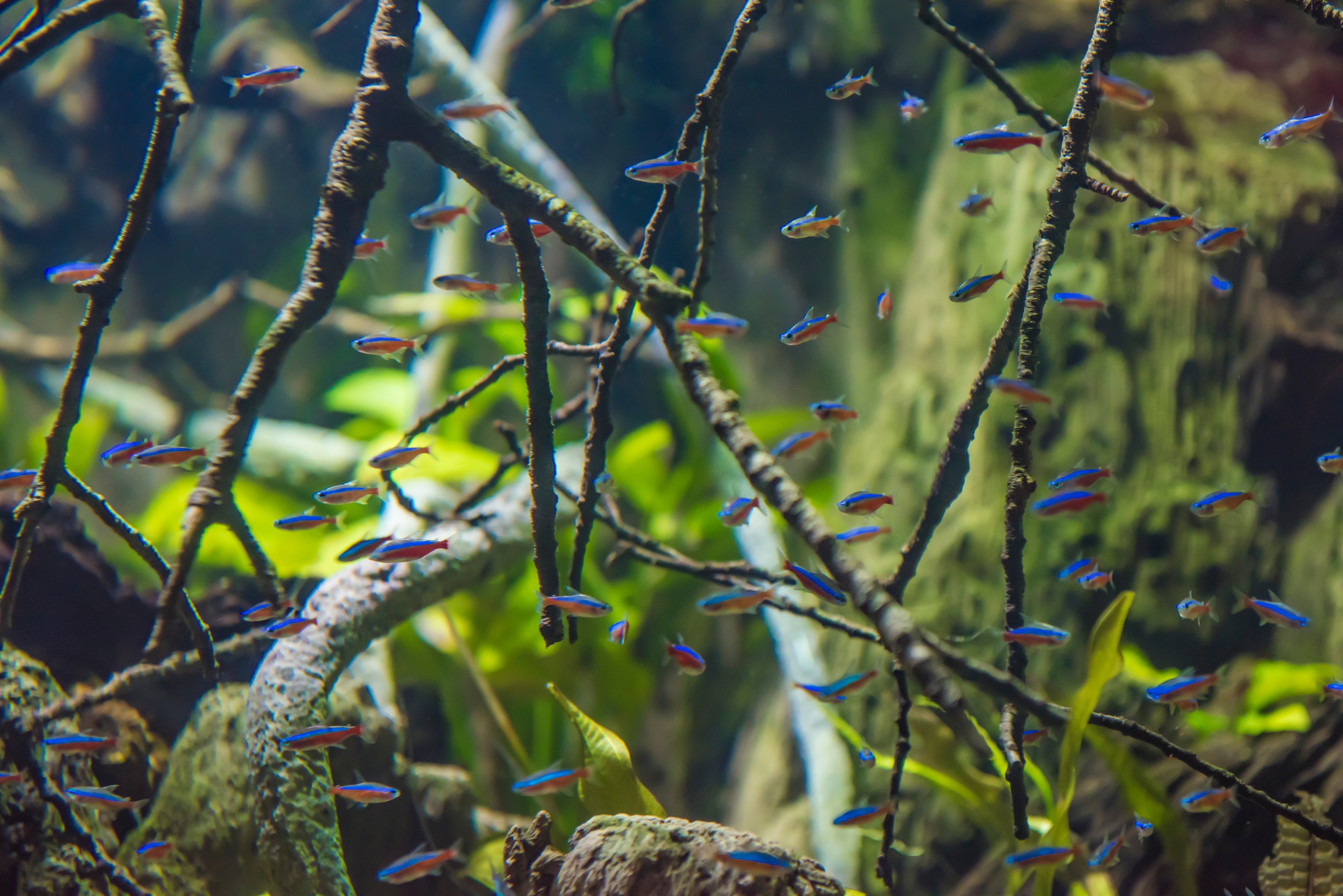 school of tetra fish in planted aquarium tank