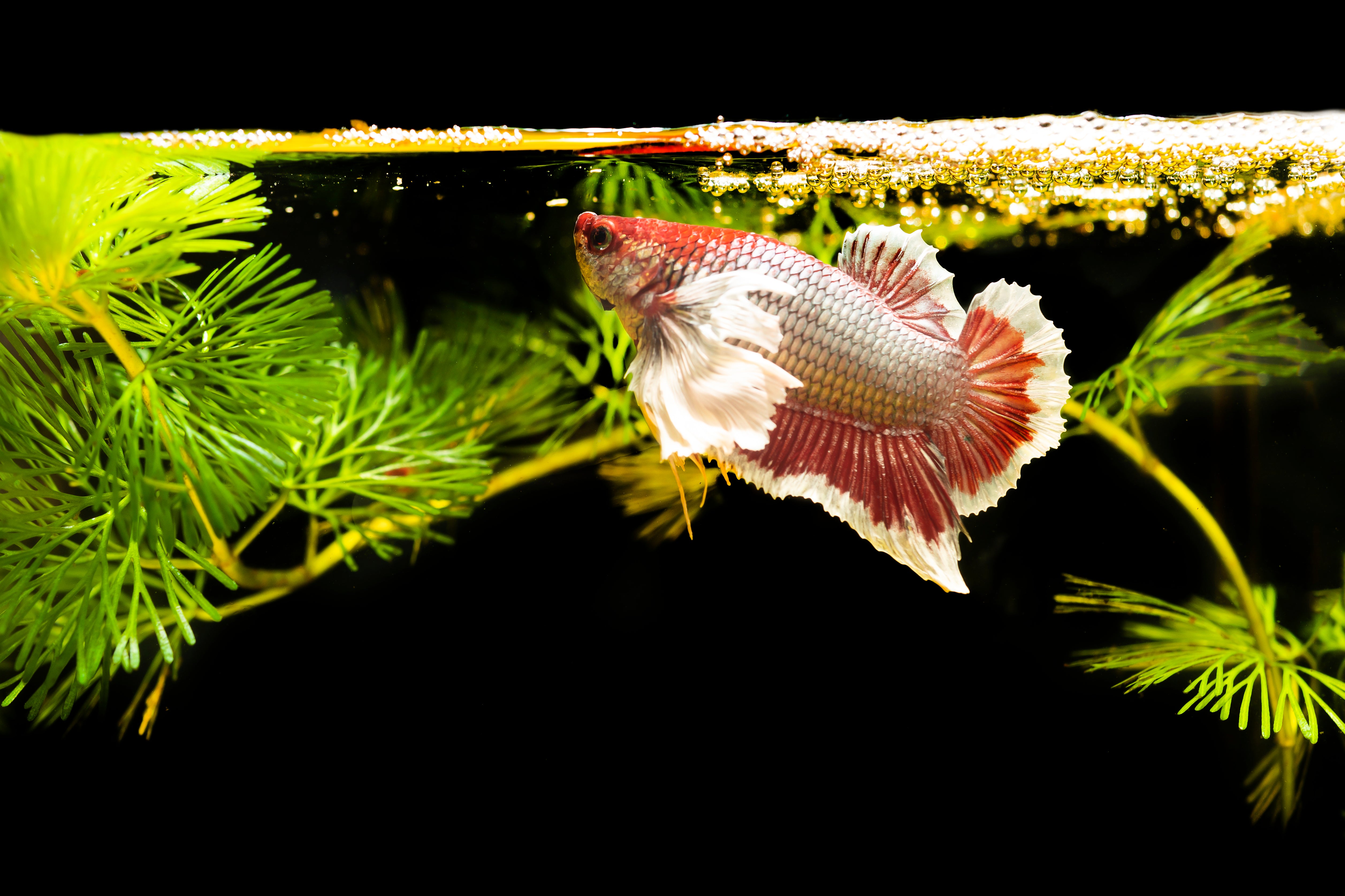 betta fish, betta fighting fish, siamese fighting fish, betta fish bubble nest, betta fish tank