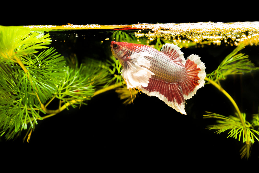betta fish, betta fighting fish, siamese fighting fish, betta fish bubble nest, betta fish tank