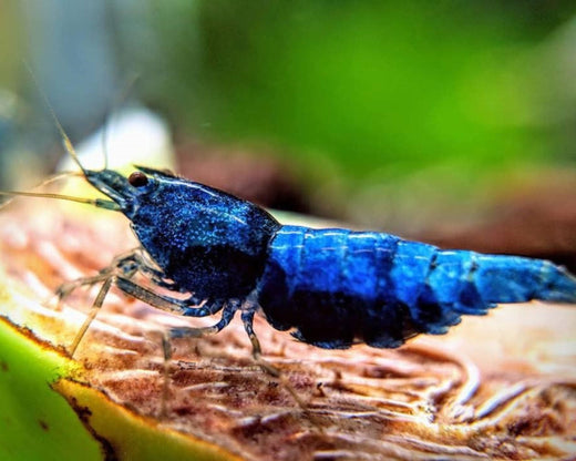 blue freshwater shrimp