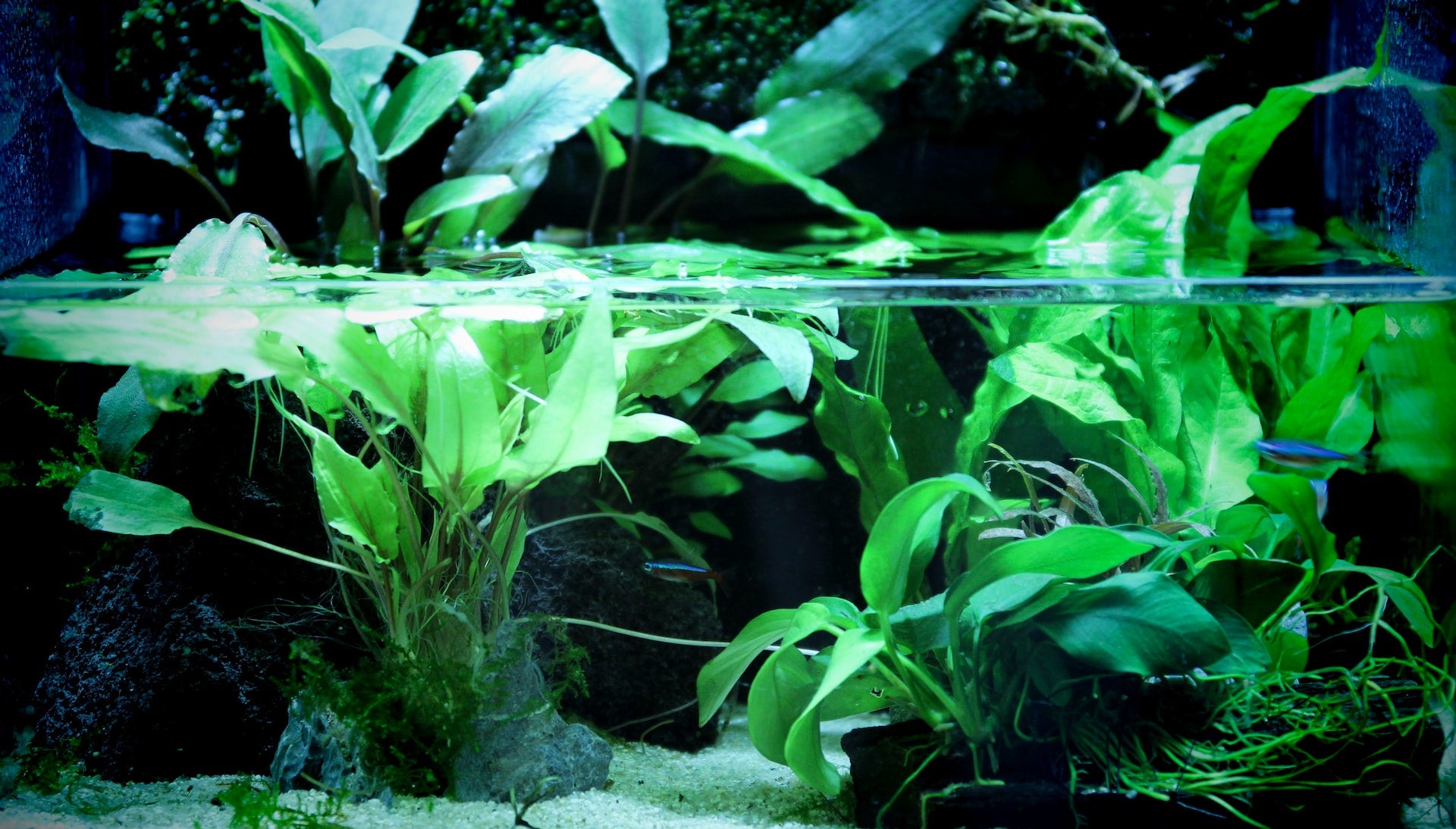 aquatic plants