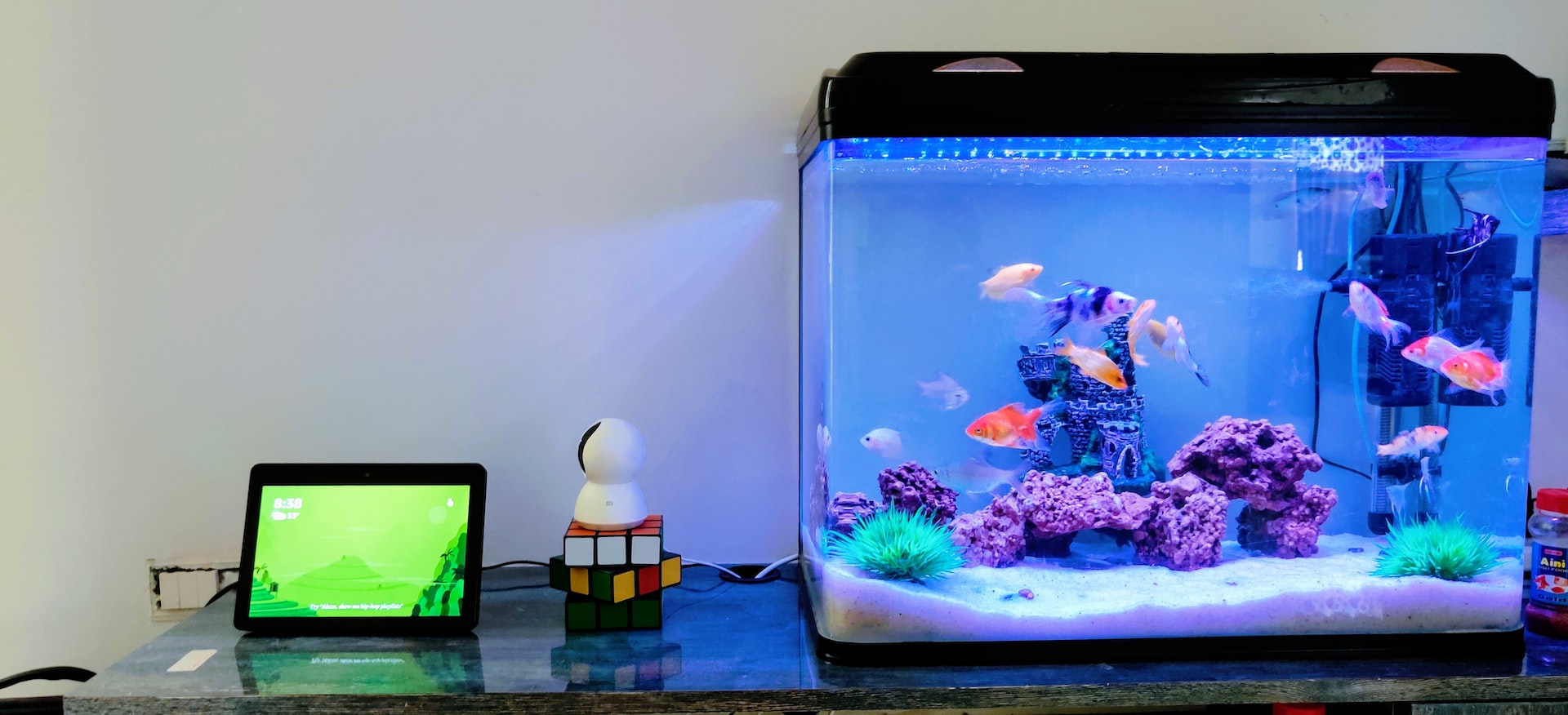 aquarium