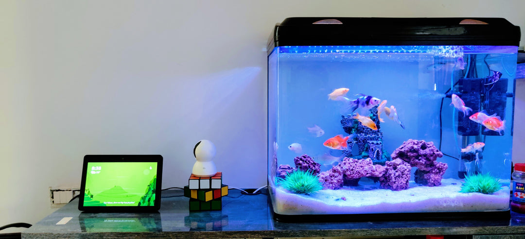 The Ultimate Fish Tank Maintenance Checklist