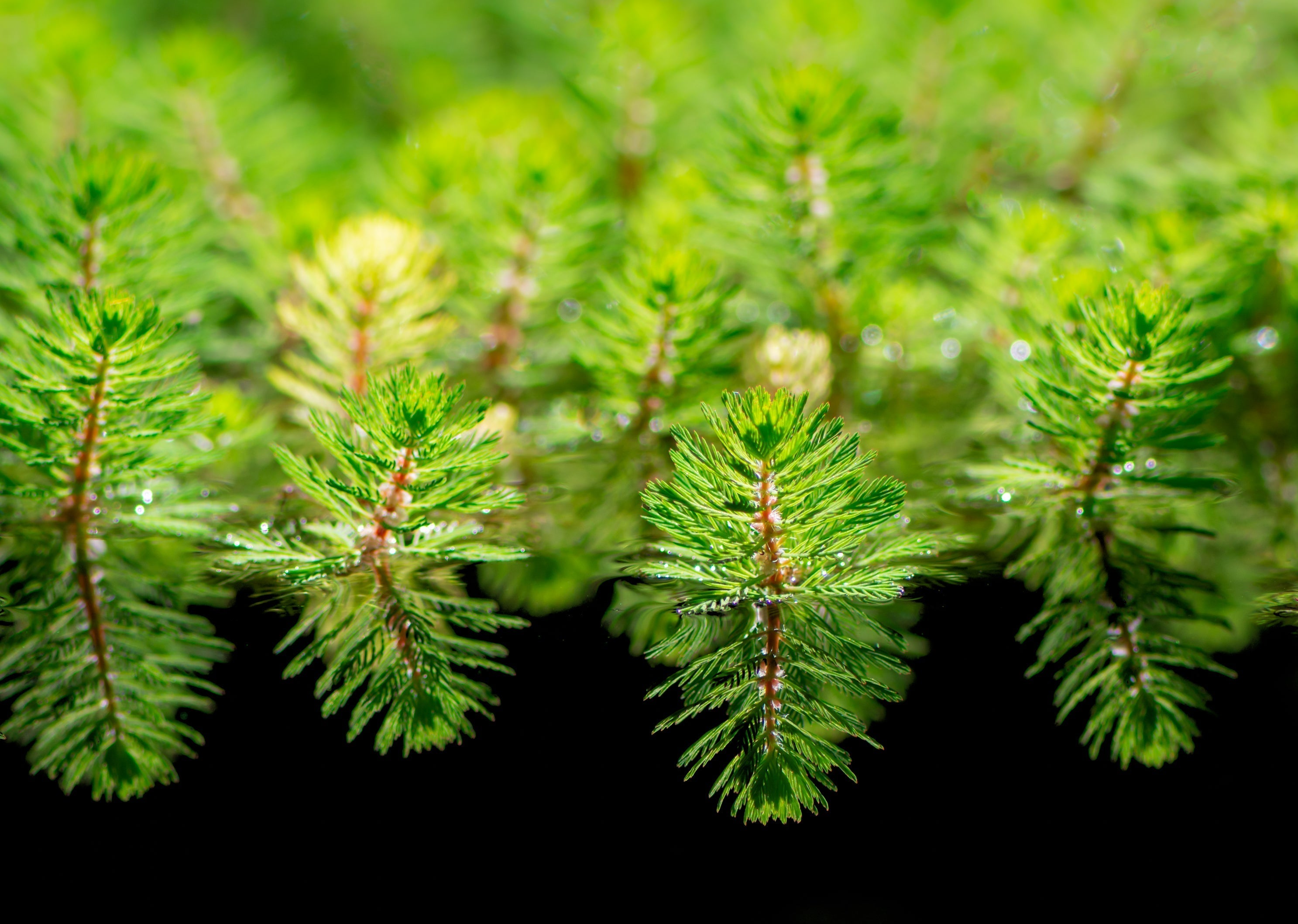 aquarium plants, water plants, aquatic plants, live aquarium plants, live plants, freshwater plants, planted aquarium, underwater plants, freshwater aquarium plants, aquatic plant, aquarium plant