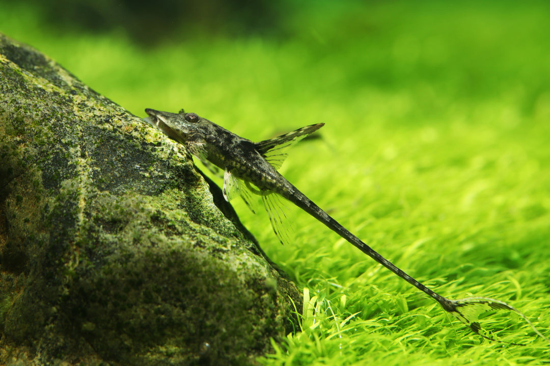 Royal Farlowella Whiptail Catfish swimming on rocks in planted tank