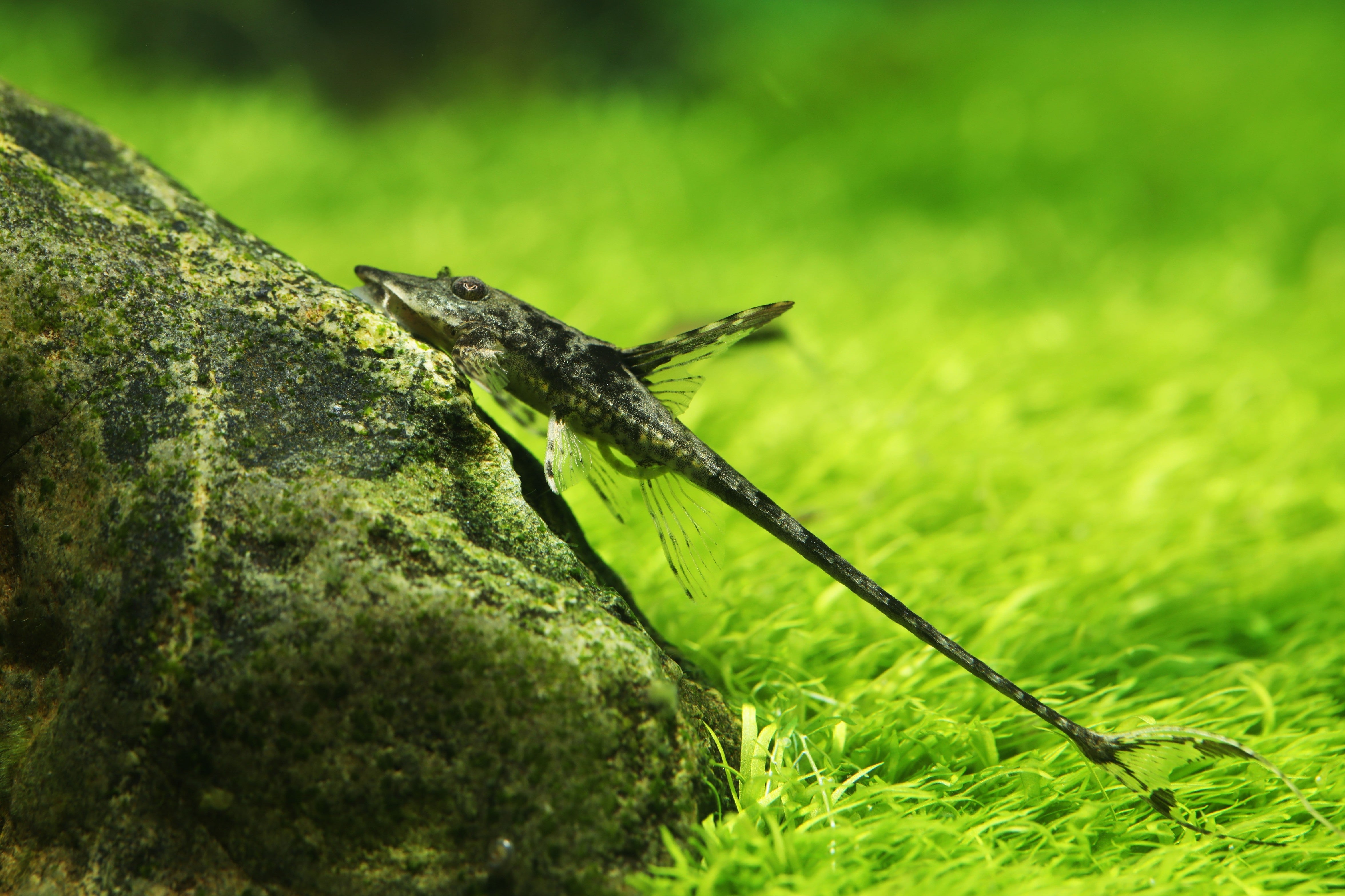 Royal Farlowella Whiptail Catfish swimming on rocks in planted tank