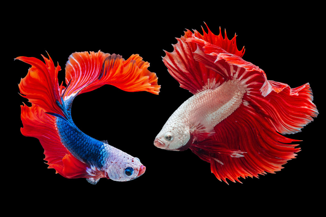 betta fish, betta fish for sale, betta fighting fish, betta fighting fish for sale