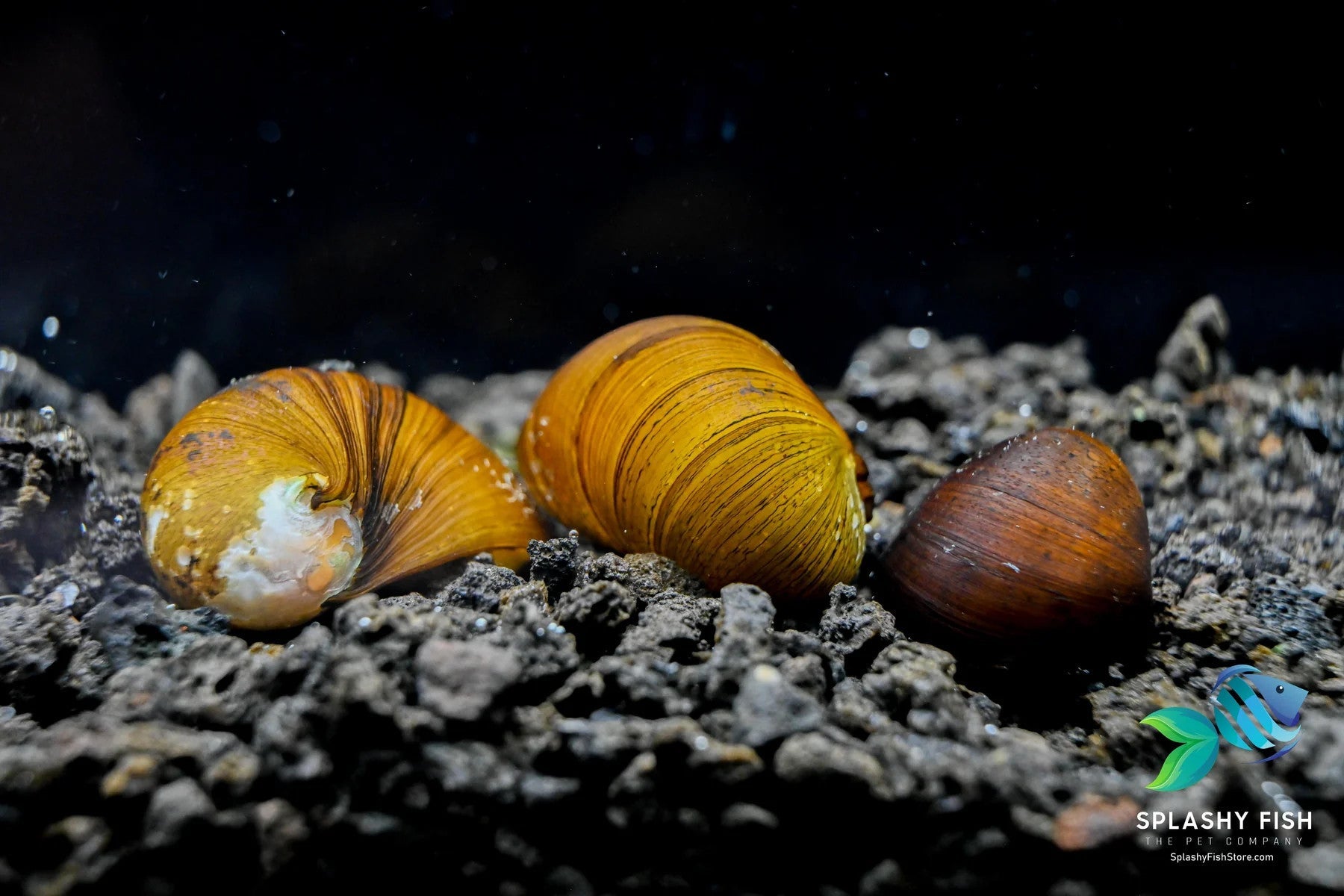 WAYS TO GET RID OF AQUARIUM PEST SNAILS | Splashy Fish Store
