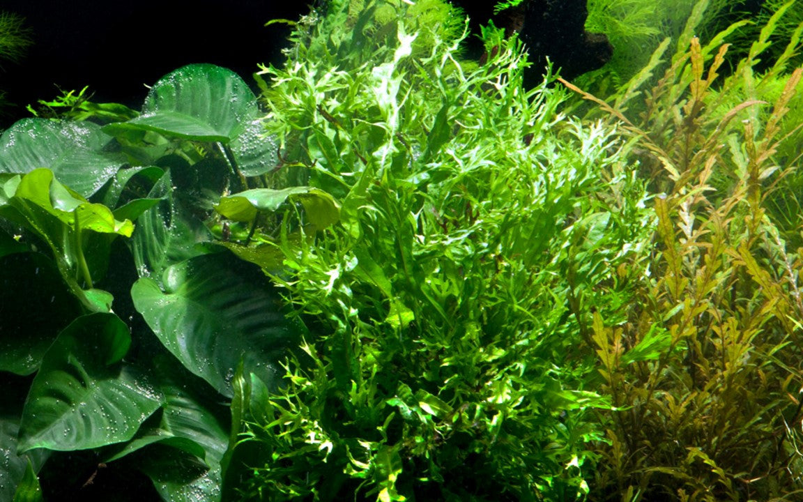 Care guide for your Fern Plants | Splashy Fish Store