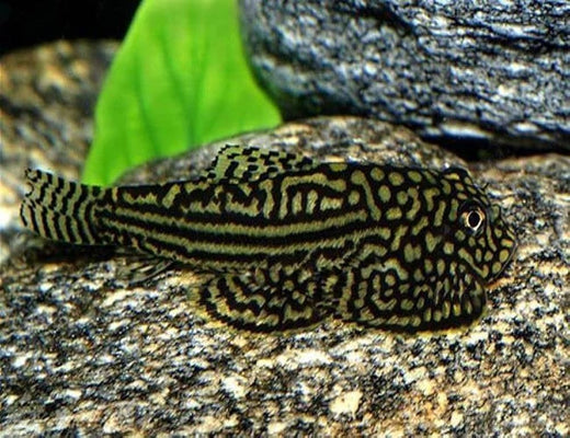hillstream loach fish swim on stone in aquarium tank
