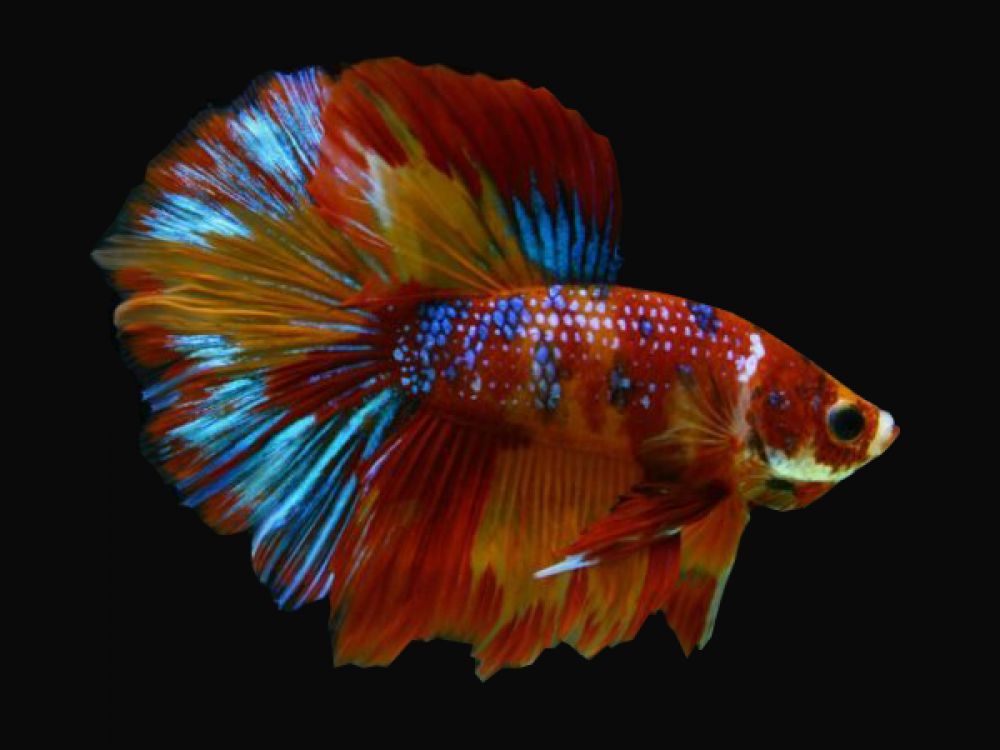 Koi Halfmoon Betta Fish