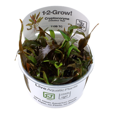 1 2 grow aquarium plants by tropica | Where to buy 1 2 grow plants  |  Tropica Plants For Sale in USA, Tropical plants for sale