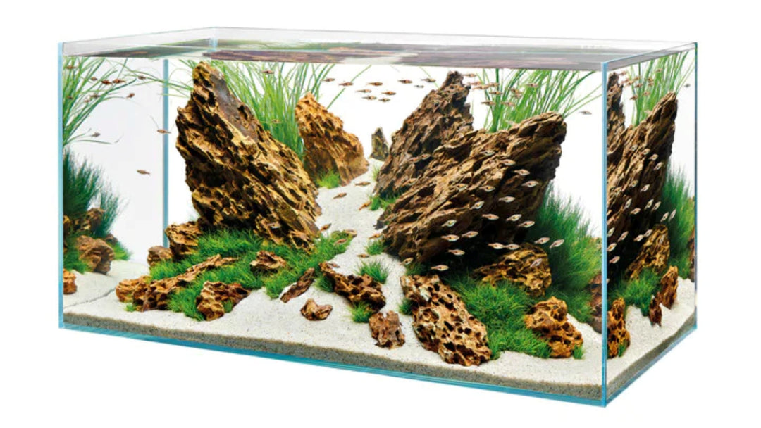 fish tank for sale, aquarium tank for sale, freshwater fish tank, freshwater tank for sale, buy fish tank online, order fish tank online, tank for fish, buy fish tank near me