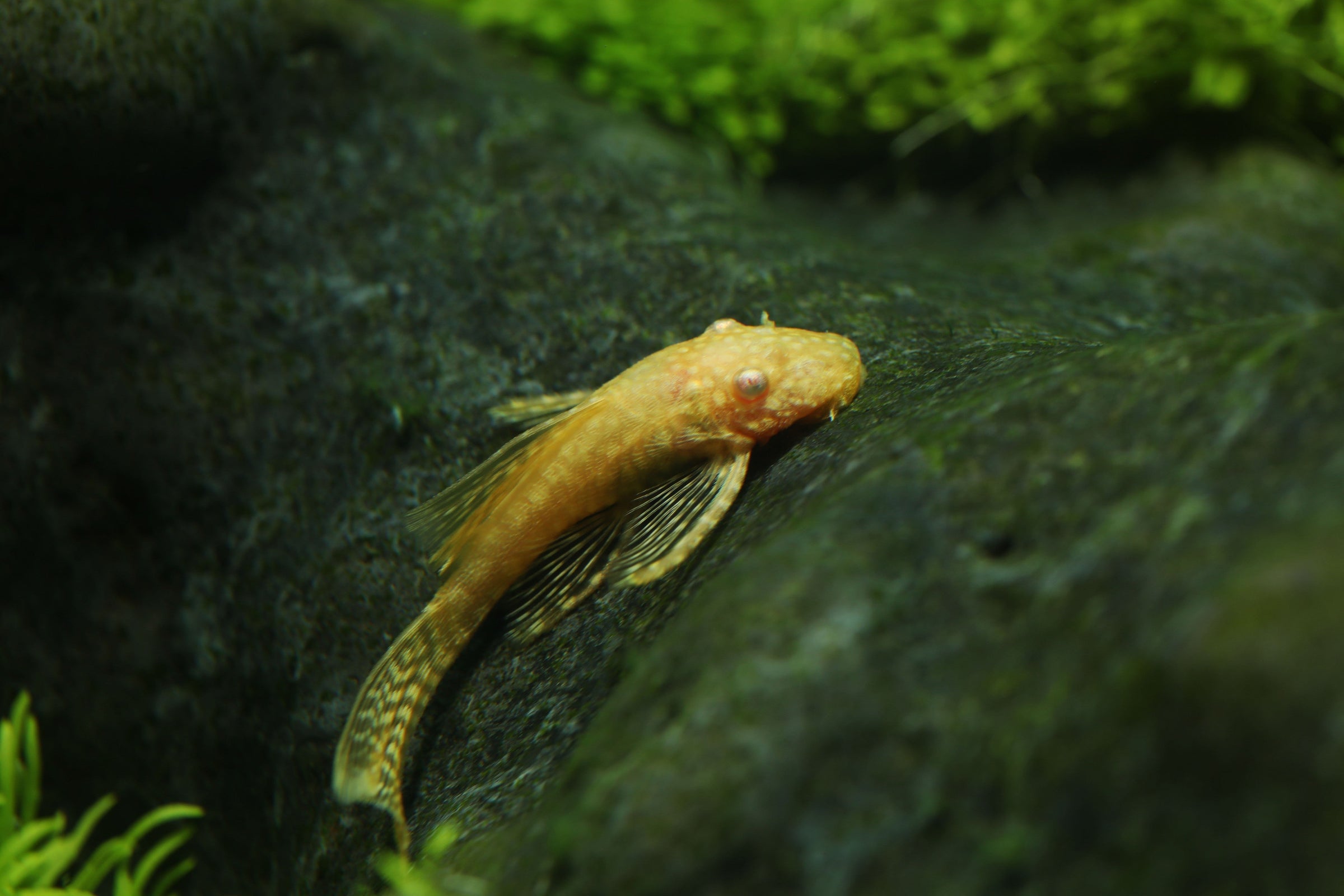 Bristlenose Pleco, albino bristlenose pleco, bristlenose pleco for sale, female bristlenose pleco, bristlenose pleco sale, bristlenose pleco catfish, bristle nose pleco fish, bristlenose pleco for sale near me, bristlenose pleco varieties