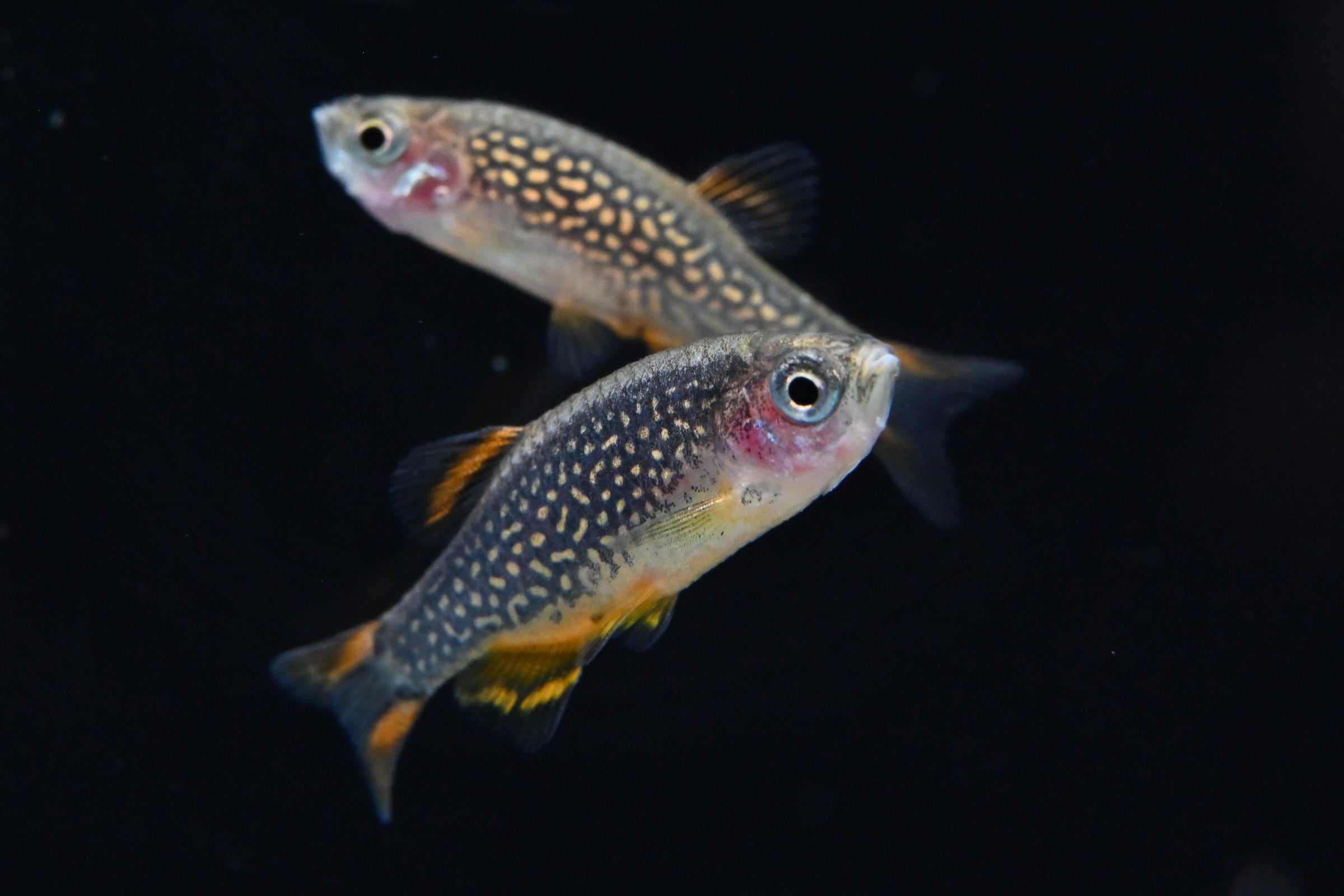 Celestial Pearl Danio For Sale | Live Freshwater Aquarium Fish | Splashy Fish 