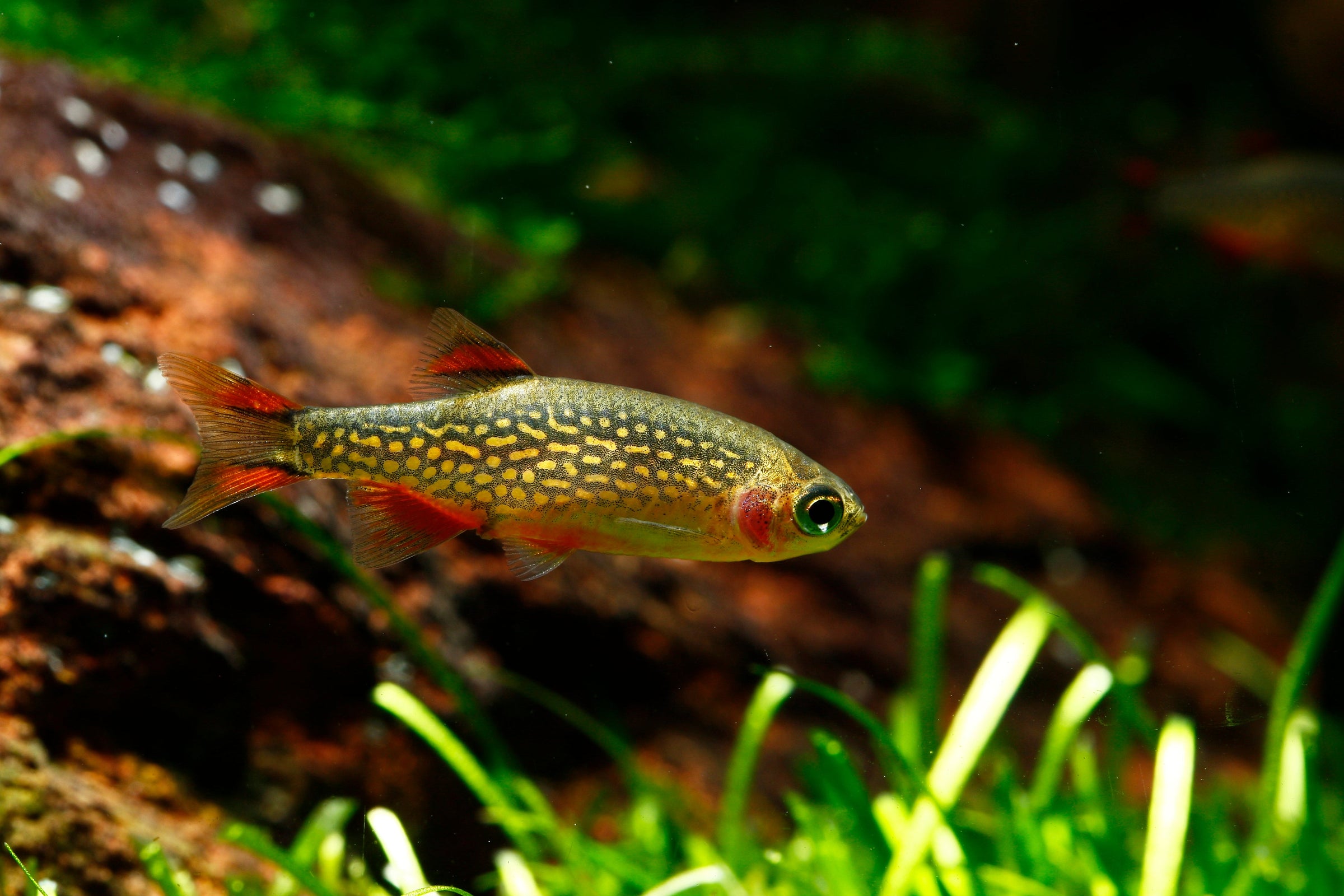 Celestial Pearl Danio For Sale | Live Freshwater Aquarium Fish | Splashy Fish 