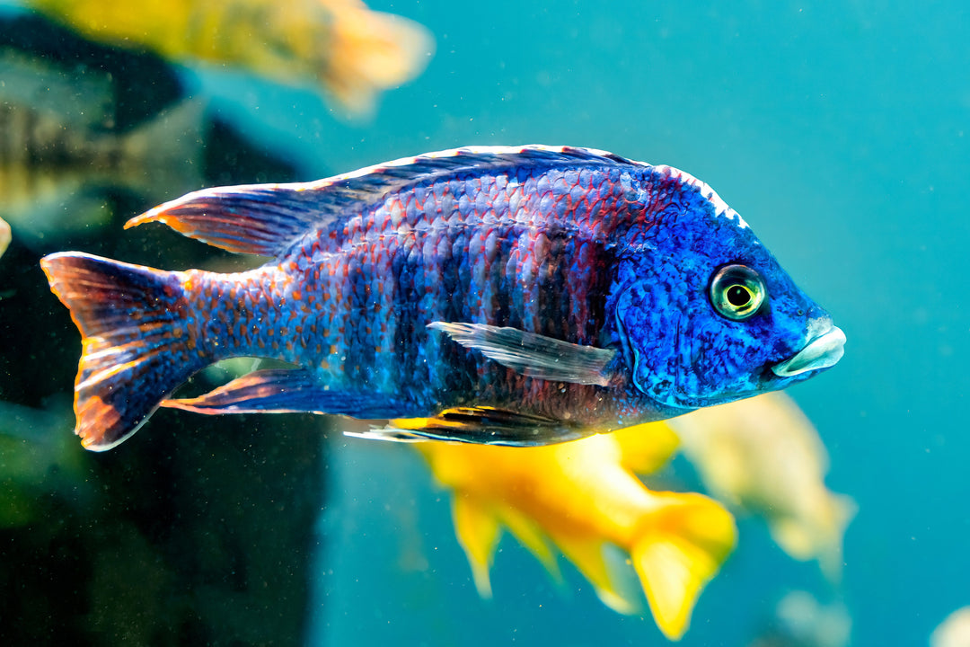 peacock cichlid, peacock fish, african cichlids for sale, peacock cichlids, ob peacock cichlid, malawi cichlids, freshwater cichlids, peacock cichlid types, peacock cichlids for sale, peacock african cichlids, aulonocara, african peacock cichlids