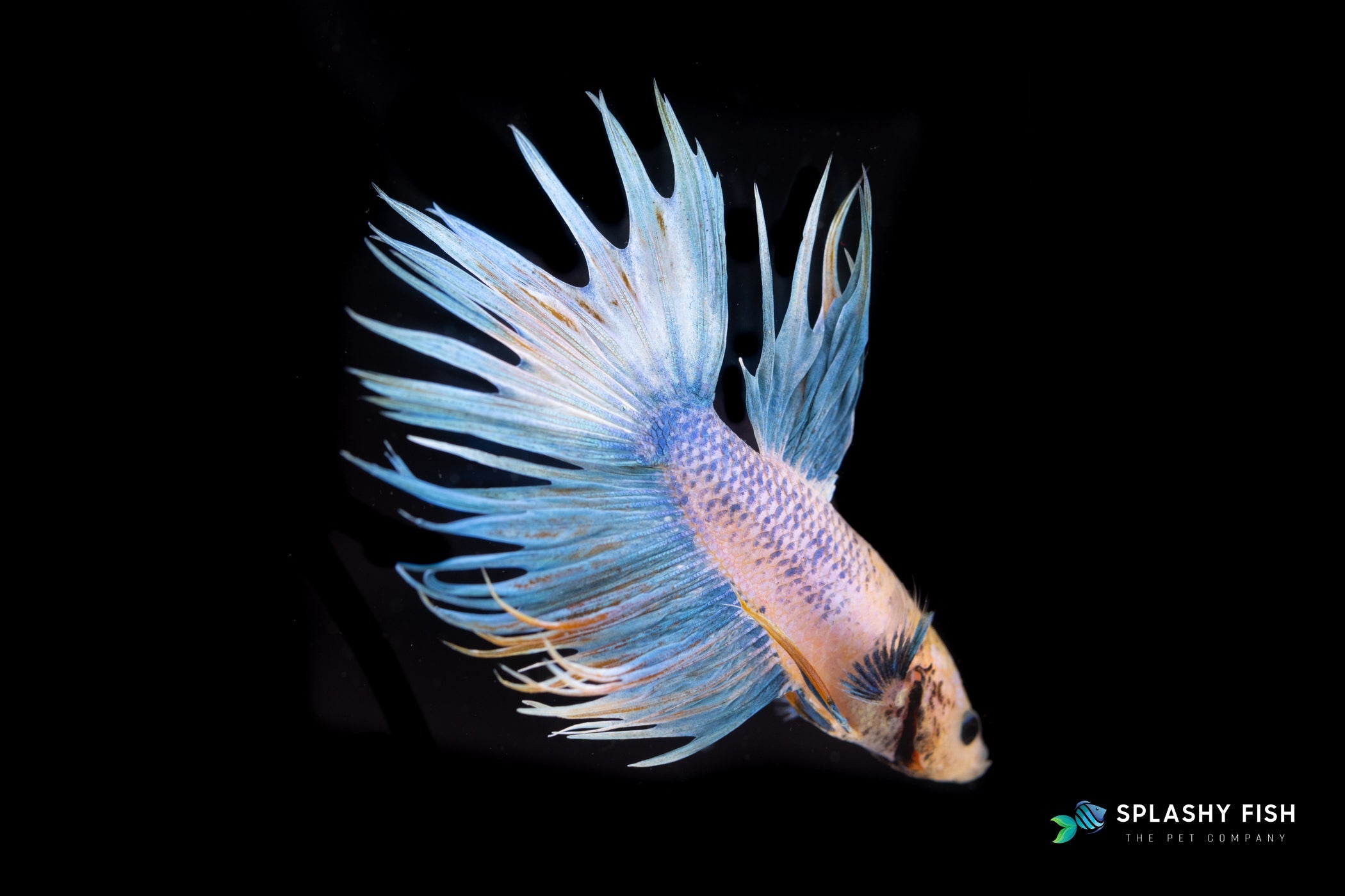 Betta Fish by Tail Shape