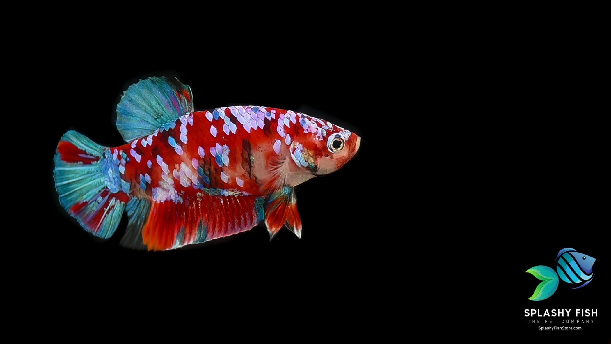 Deluxe Grade Betta Fish For Sale | Show Grade Betta Fish – Splashy Fish