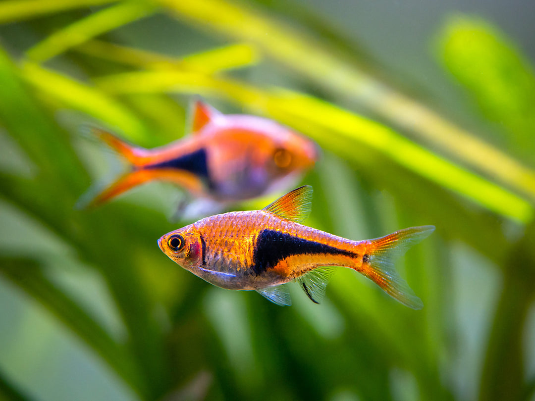 rasboras, rasbora, rasbora fish, rasboras fish, rasbora types, rasboras for sale, rasbora species, rasboras types, types of rasboras, rasbora for sale, rasbora fish for sale