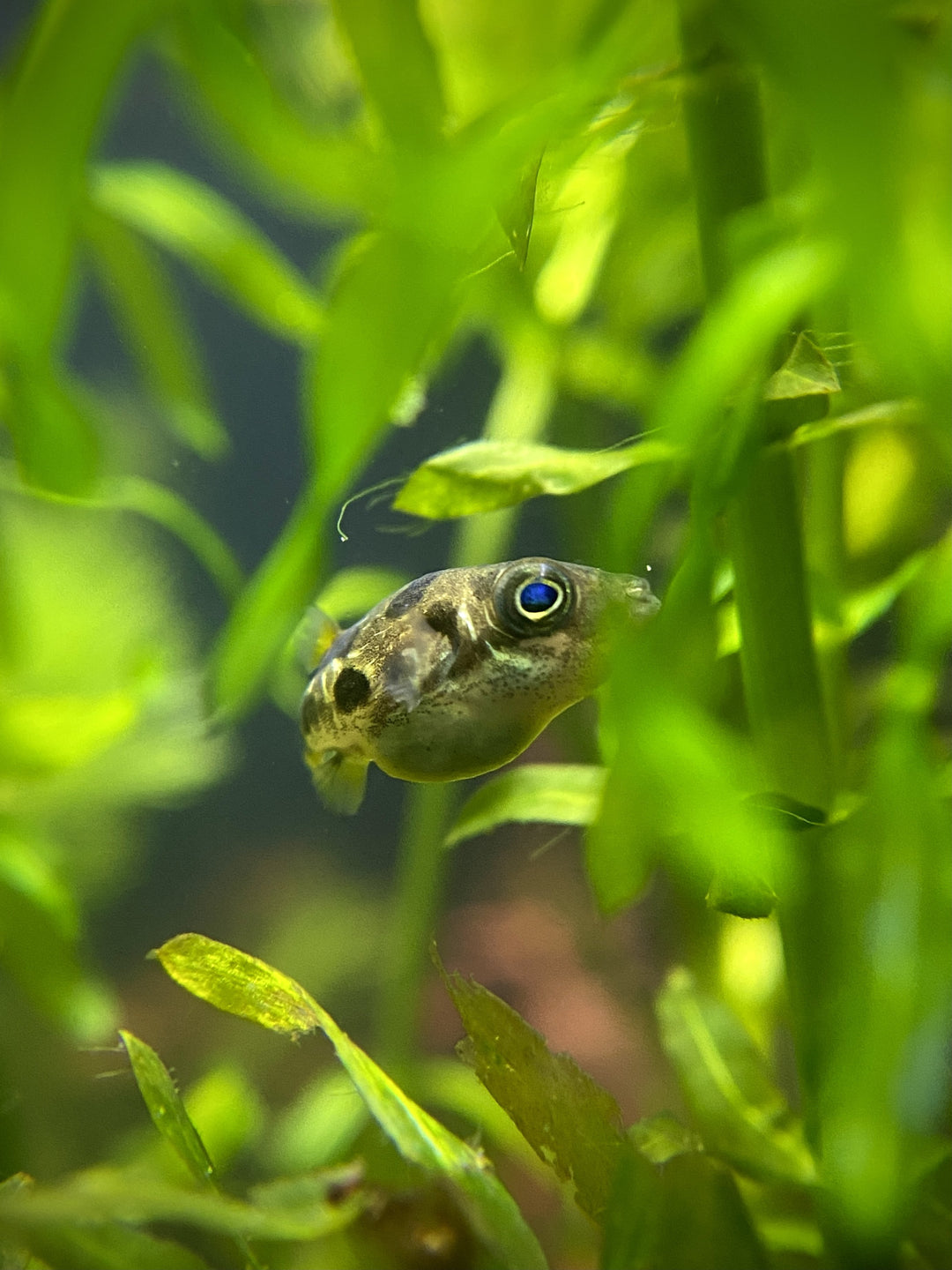 Puffer Fish For Sale | Freshwater Puffer Fish