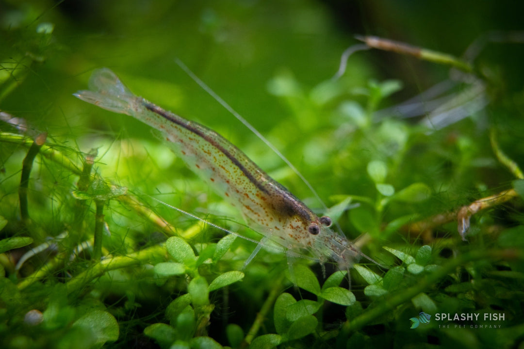 amano caridina shrimp for sale on aquatic plants in planted aquarium