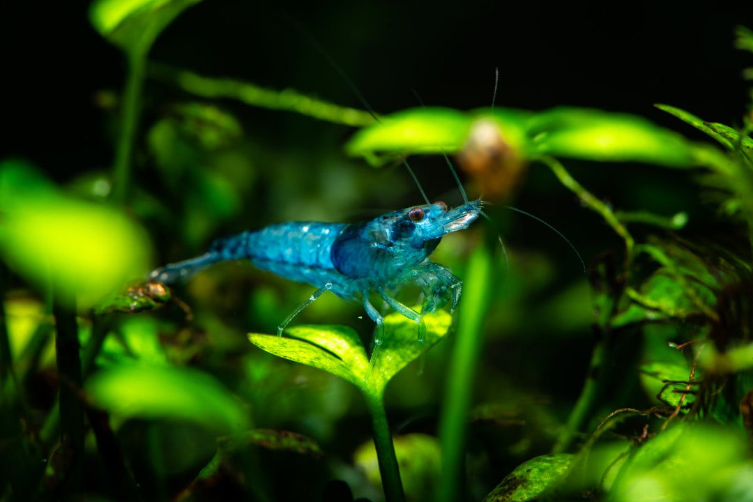 blue dream neocaridina freshwater shrimp in planted aquarium