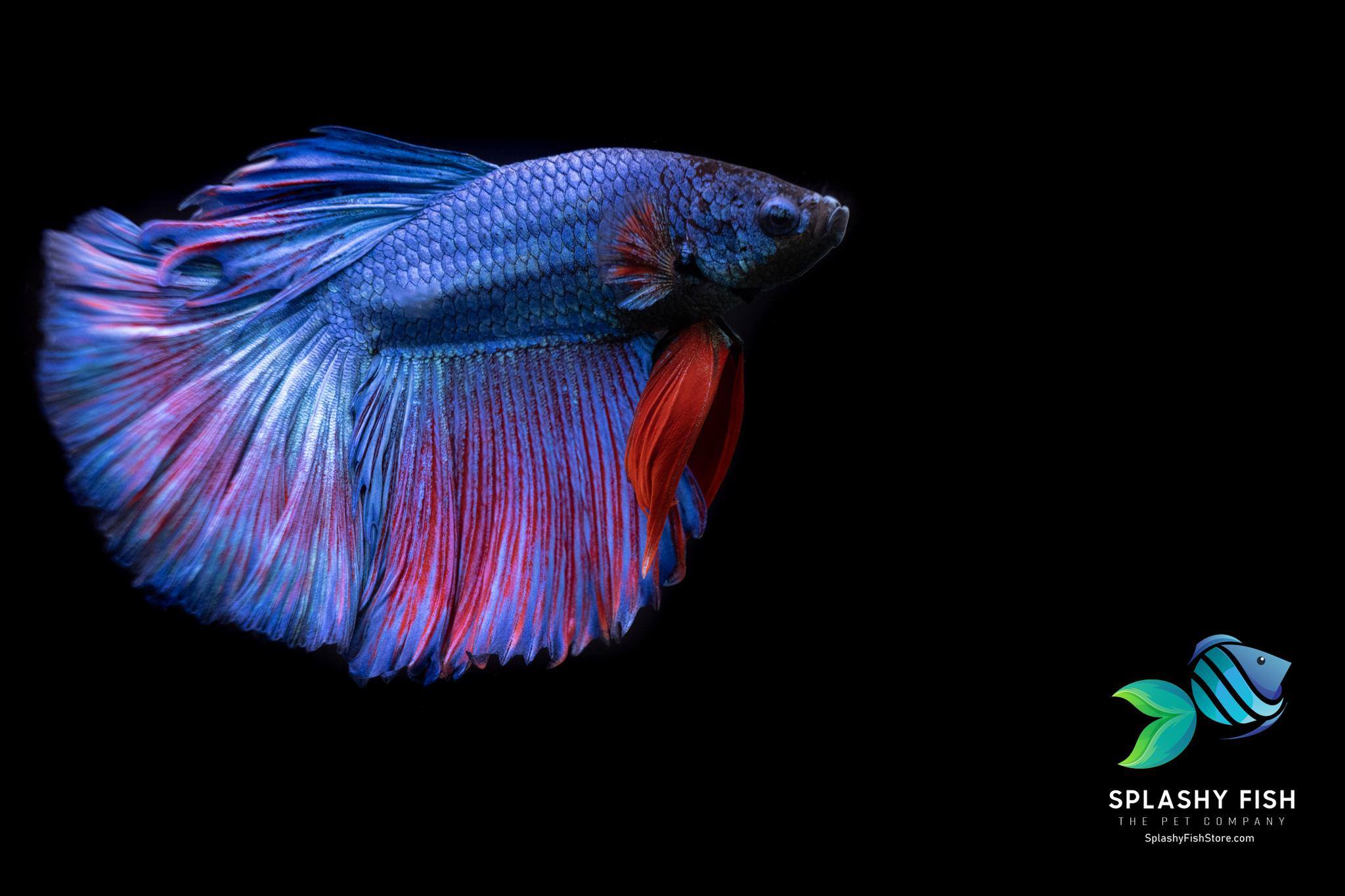 Male Betta Fish, Halfmoon Blue Betta Fish