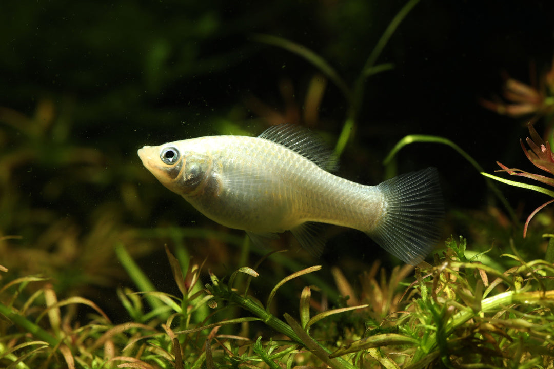 molly fish, mollies, mollies fish, common molly, mollie fish, lyretail molly, molly fish colors, mollies tropical fish, different types of molly fish, types of mollies, types of molly fish, molly types, types of molly, molly fish for sale