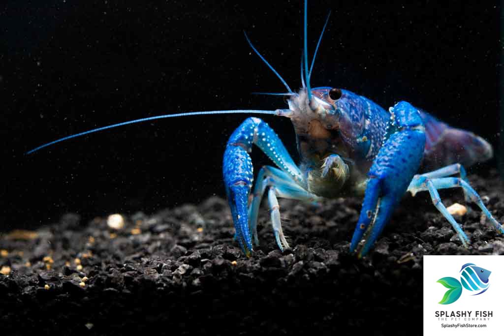 Freshwater Aquarium Crayfish For Sale | Freshwater Fish Tank