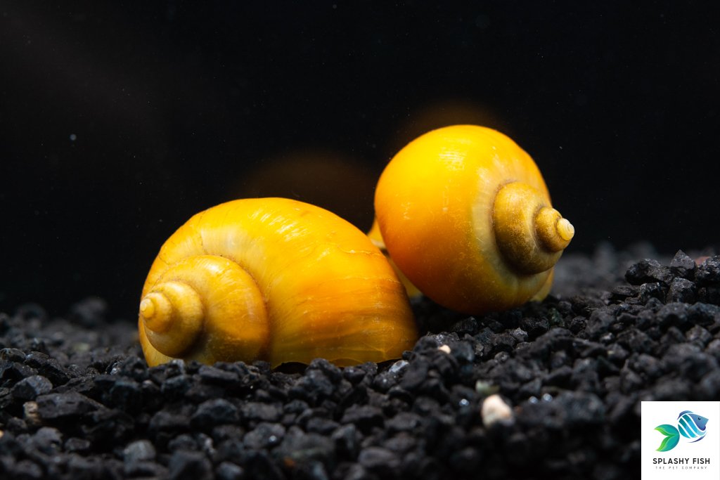 Aquarium Mystery Snail For Sale | Live Freshwater Aquarium Snail | Tropical Snail | Splashy Fish