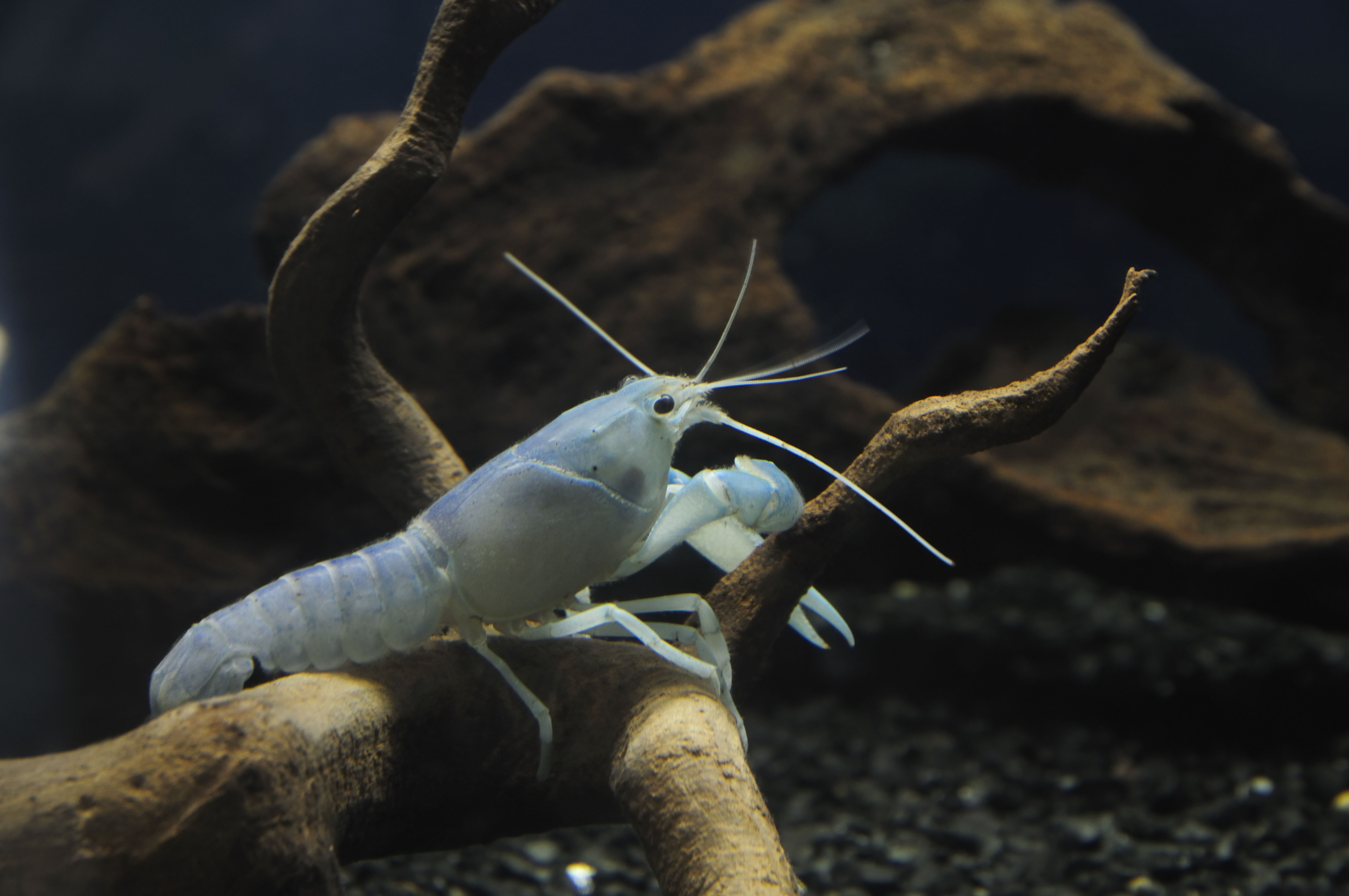 Alluring Nano Fish: Top 10 Species for Smaller Aquariums – Splashy Fish