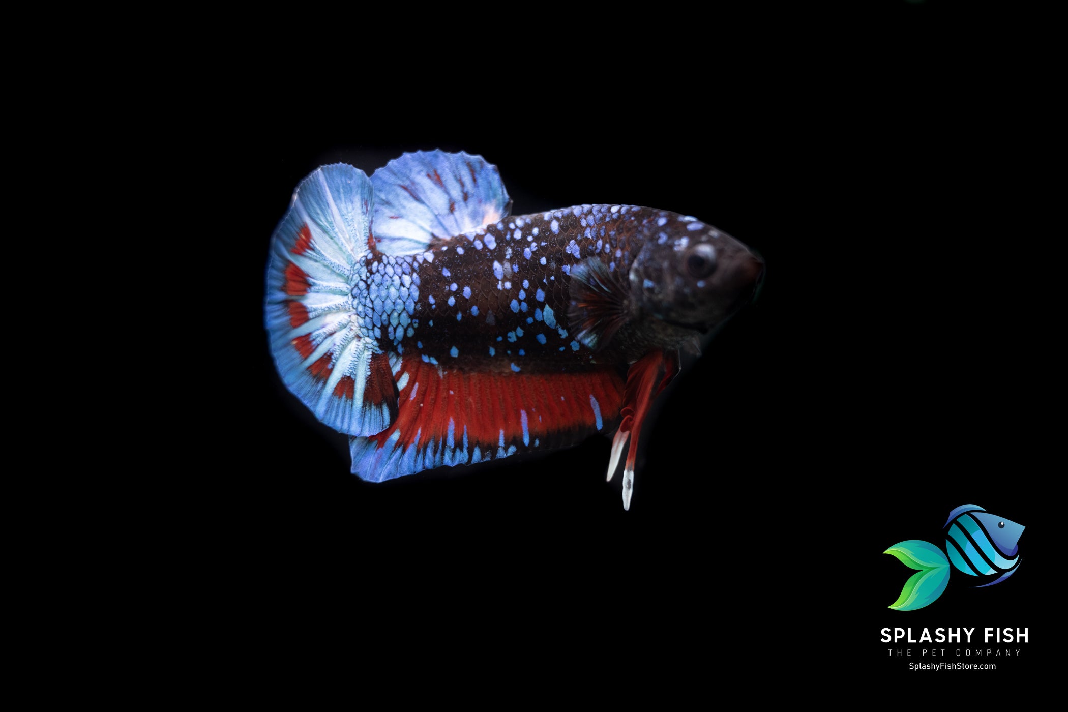 Black and Blue Koi Galaxy Betta Fish For Sale | Splashy Fish