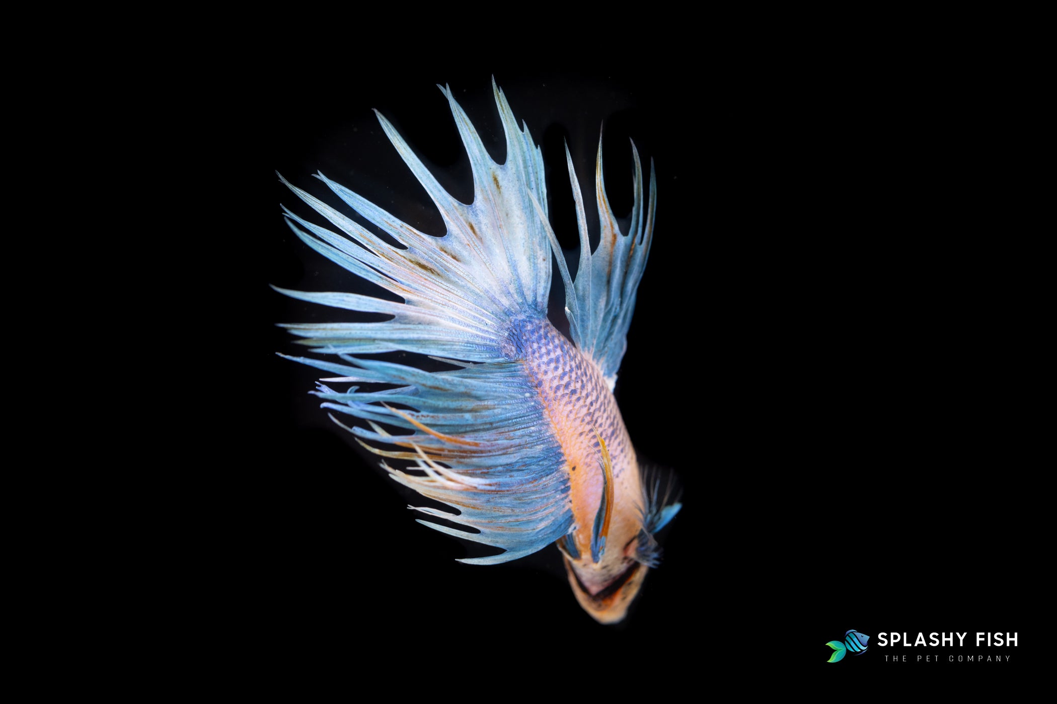 CrownTail Betta Fish 