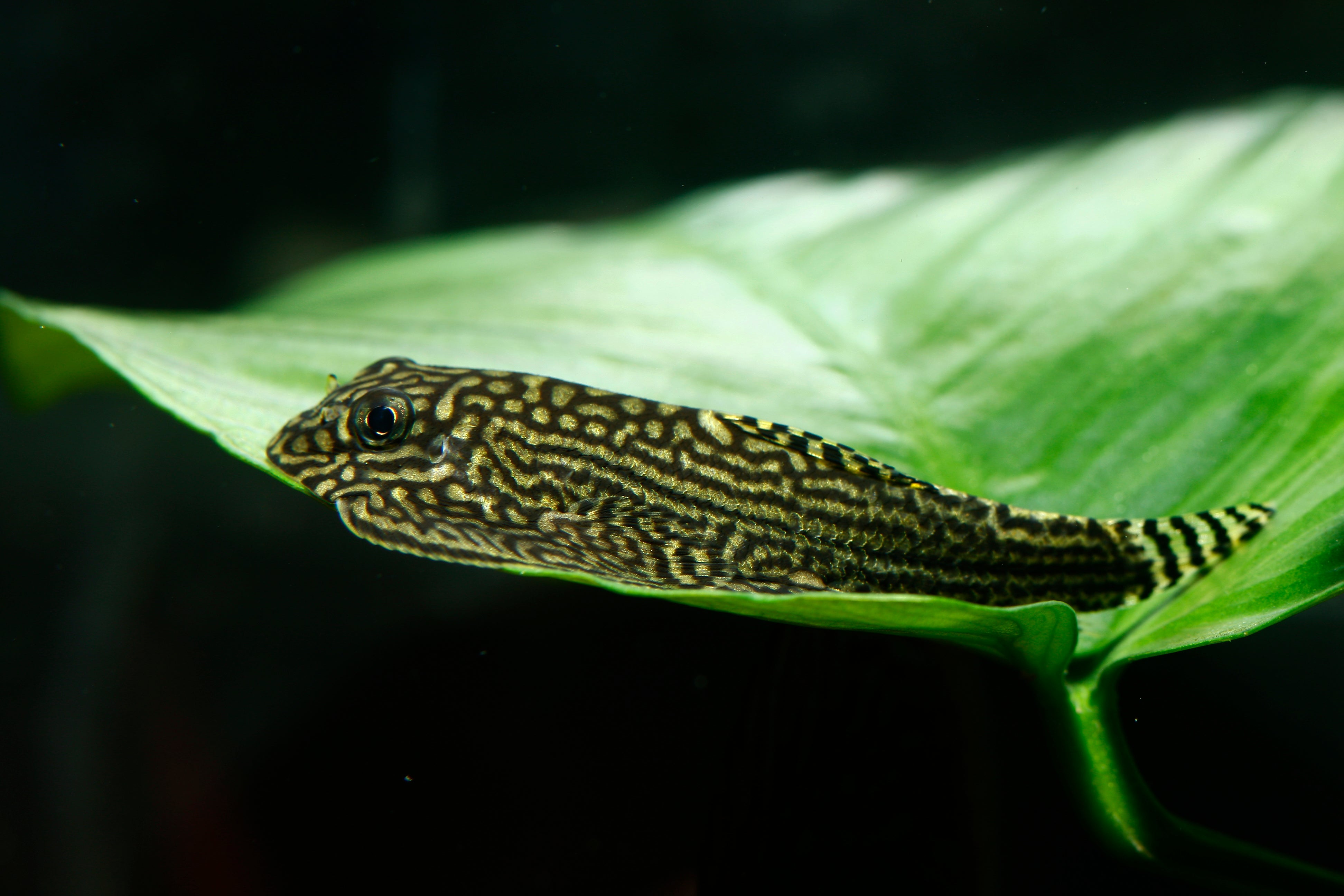 Loach Fish | Live Freshwater Fish For Sale | Splashy Fish