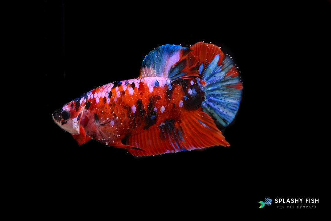 koi betta fish for sale, koi galaxy betta fish for sale, betta fighting fish for sale, bettas for sale, siamese fighting fish for sale, buy betta fish online, betta fish buy online, koi galaxy male betta for sale, male betta fish for sale