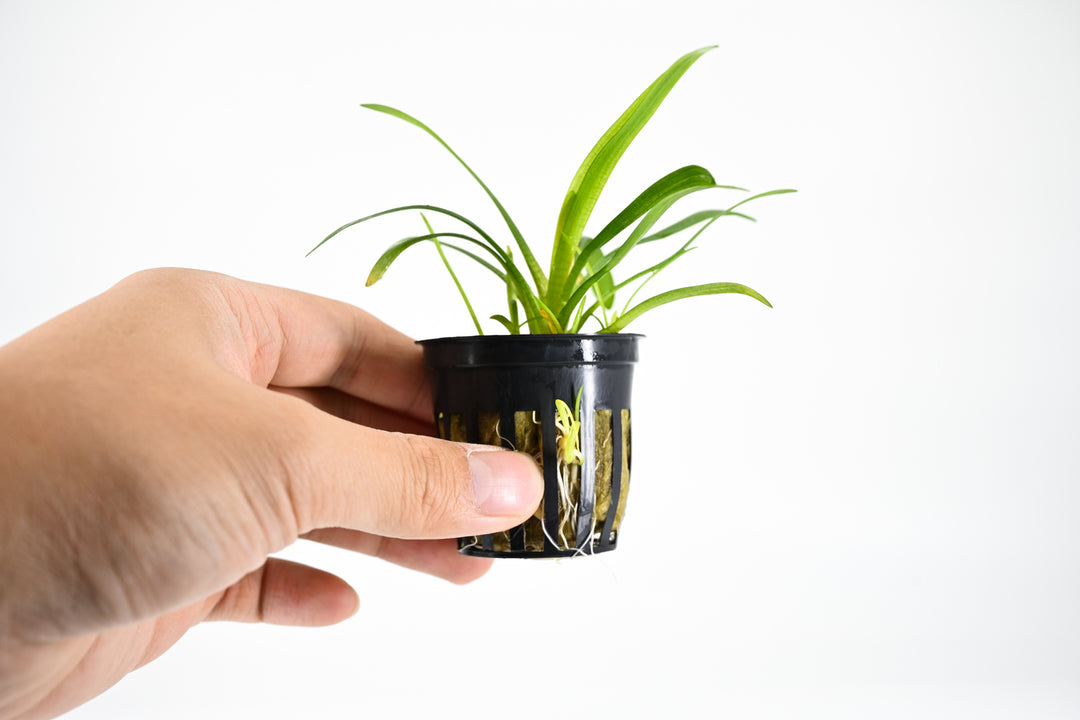 hand holding a potted sagittaria aquarium plant