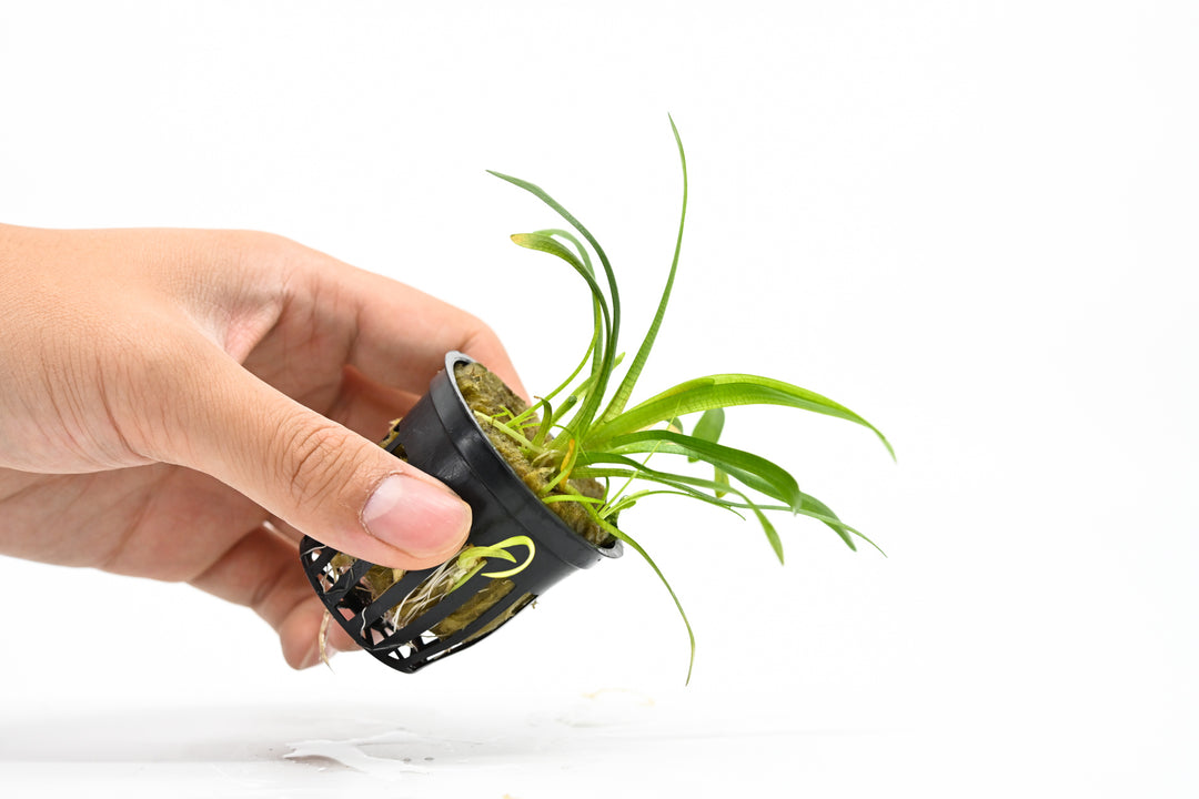 potted live cryptocoryne plant for aquarium