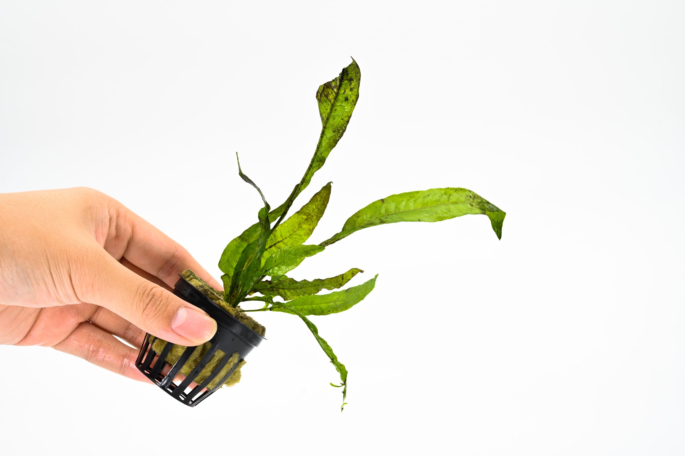 Fern Plant For Sale | Types of Ferns | Fern plant Types – Splashy Fish