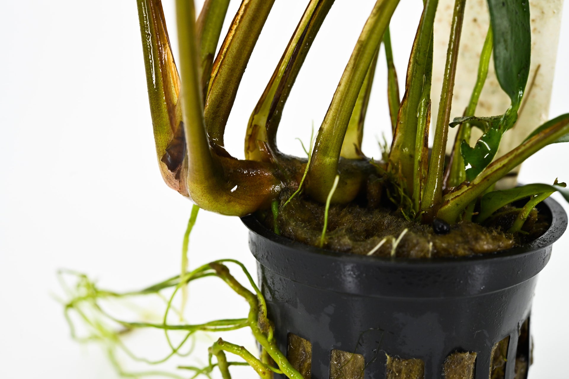 Anubias Plants For Sale Live Aquarium Plants Splashy Fish